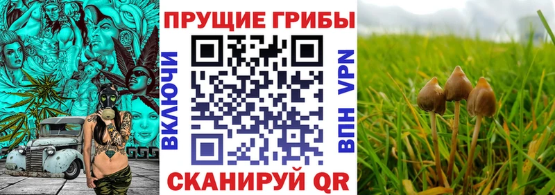 Галлюциногенные грибы Cubensis hydra маркетплейс Азов закладки